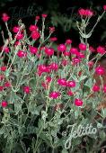 Lychnis coronaria 'Atrosanguinea'